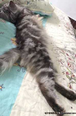 高地長(cháng)毛猫是什么品种(高地長(cháng)毛猫属于什么品种)