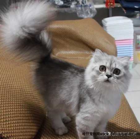 高地長(cháng)毛猫是什么品种(高地長(cháng)毛猫属于什么品种)