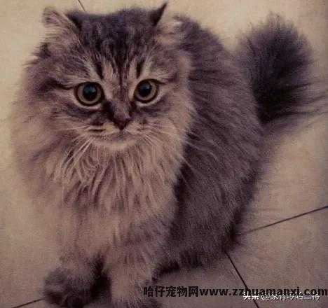 高地長(cháng)毛猫是什么品种(高地長(cháng)毛猫属于什么品种)