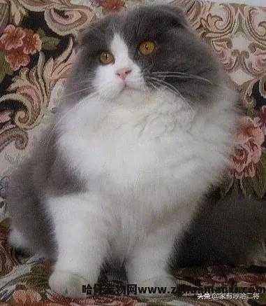 高地長(cháng)毛猫是什么品种(高地長(cháng)毛猫属于什么品种)