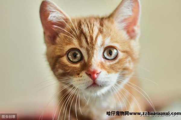 猫吃了老鼠药怎么解救(猫吃了老鼠药怎么处理(lǐ))