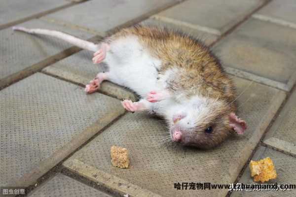 猫吃了老鼠药怎么解救(猫吃了老鼠药怎么处理(lǐ))