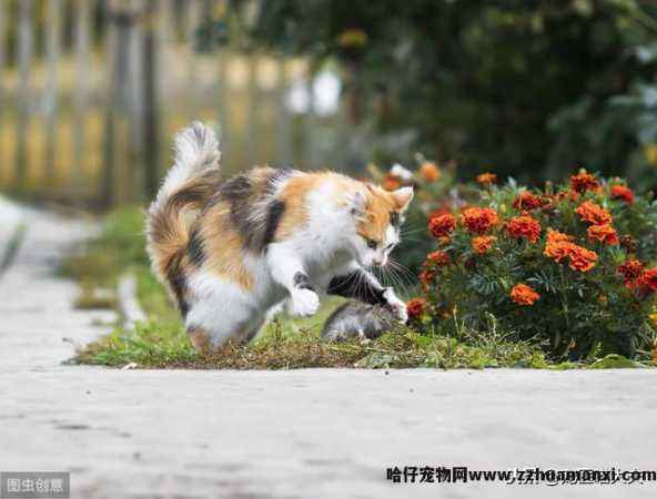 猫吃了老鼠药怎么解救(猫吃了老鼠药怎么处理(lǐ))