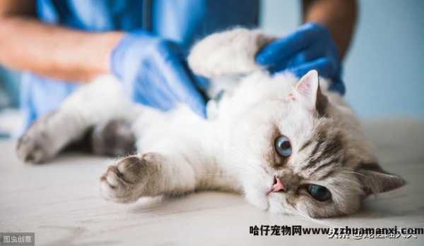 猫吃了老鼠药怎么解救(猫吃了老鼠药怎么处理(lǐ))