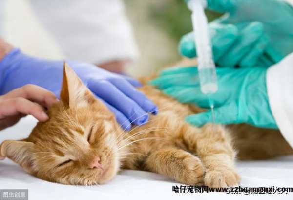 猫吃了老鼠药怎么解救(猫吃了老鼠药怎么处理(lǐ))