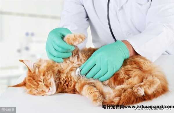 猫吃了老鼠药怎么解救(猫吃了老鼠药怎么处理(lǐ))