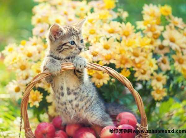 猫能(néng)吃草(cǎo)莓吗(猫能(néng)吃草(cǎo)莓不)