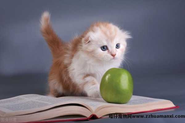 猫能(néng)吃草(cǎo)莓吗(猫能(néng)吃草(cǎo)莓不)