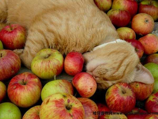 猫能(néng)吃草(cǎo)莓吗(猫能(néng)吃草(cǎo)莓不)