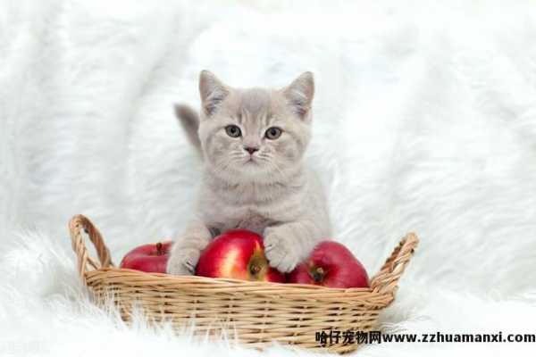 猫能(néng)吃草(cǎo)莓吗(猫能(néng)吃草(cǎo)莓不)