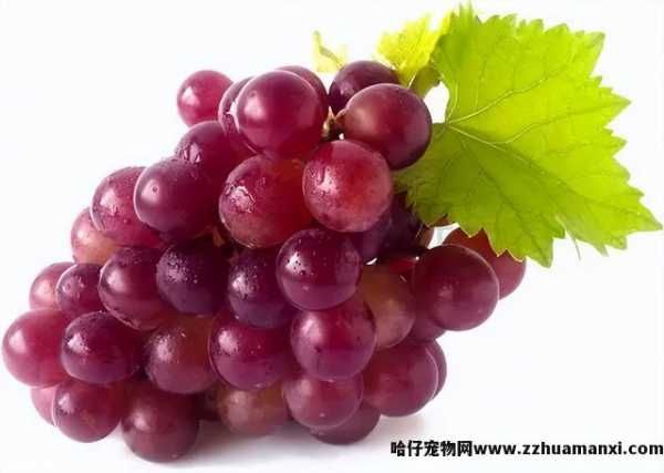 猫可(kě)以吃板栗吗(宠物(wù)猫可(kě)以吃板栗吗)