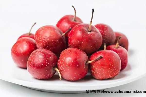 猫可(kě)以吃板栗吗(宠物(wù)猫可(kě)以吃板栗吗)