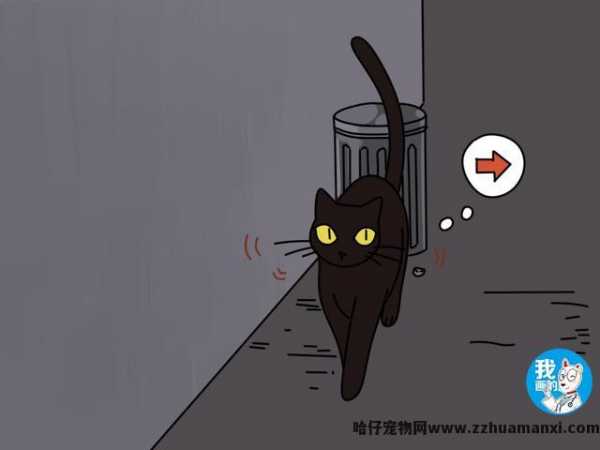 猫咪掉胡子怎么回事(猫咪怎么会掉胡子)