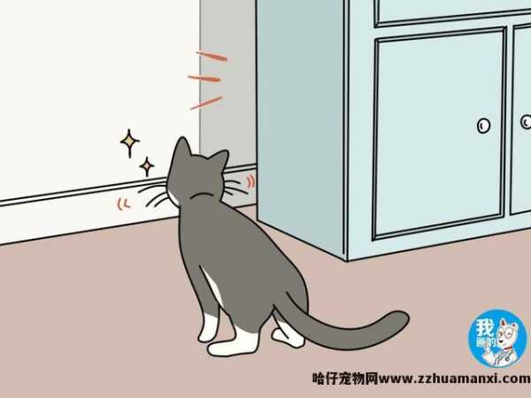 猫咪掉胡子怎么回事(猫咪怎么会掉胡子)