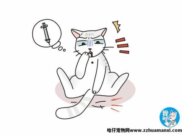 猫咪掉胡子怎么回事(猫咪怎么会掉胡子)