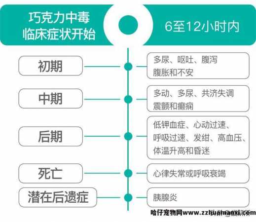 猫能(néng)吃巧克力不(巧克力猫可(kě)以吃吗)