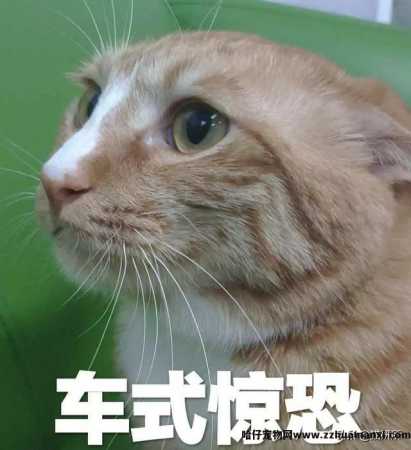 猫能(néng)吃巧克力不(巧克力猫可(kě)以吃吗)