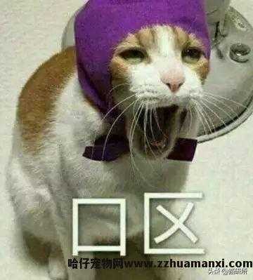 猫能(néng)吃巧克力不(巧克力猫可(kě)以吃吗)