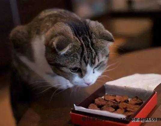 猫能(néng)吃巧克力不(巧克力猫可(kě)以吃吗)
