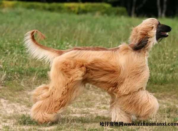 6个月狗狗只喂鸡架(狗几个月可(kě)以喂鸡架)