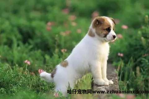 狗狗吐了发红黏液(狗狗突然吐红色的粘液怎么回事)