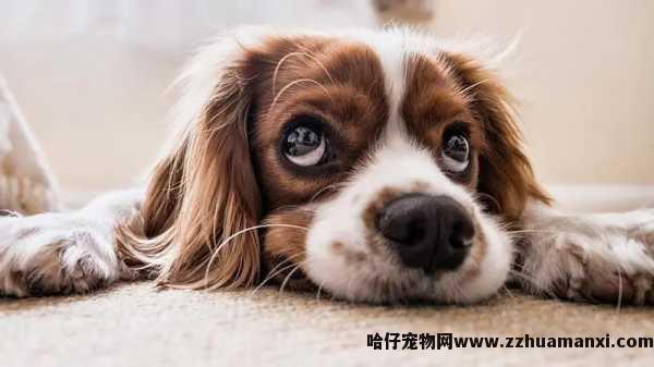 怎样能(néng)让狗狗坐(zuò)高铁（狗狗怎样才能(néng)坐(zuò)高铁）