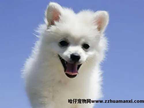 狗狗尿道有(yǒu)腥味(狗狗尿道有(yǒu)脓状物(wù)腥味)