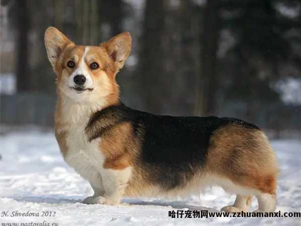 狗狗拱碗是為(wèi)什么（狗狗拱饭碗是什么原因）