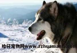 狗狗可(kě)以去海拔高(狗狗去海拔高的地方会高反吗)