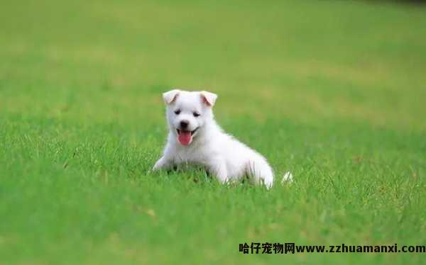 狗狗回自己排死胎吗(狗流产了会自行排出死胎吗)