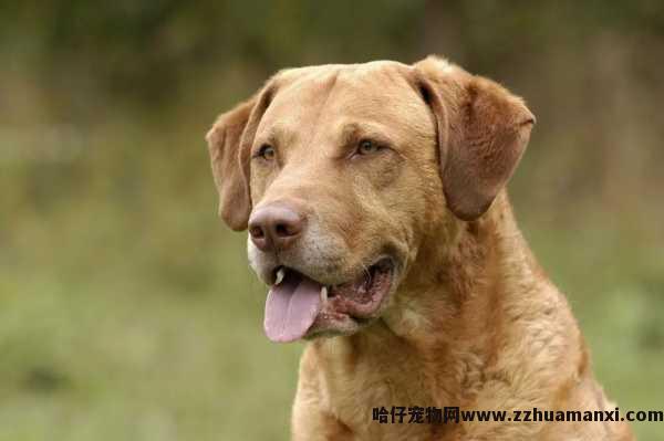 狗狗髋关节吃什么(狗狗髋关节发育不良吃什么)