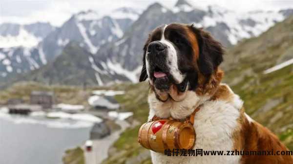 博美狗狗的美容护理(lǐ)(博美狗狗美容图片)