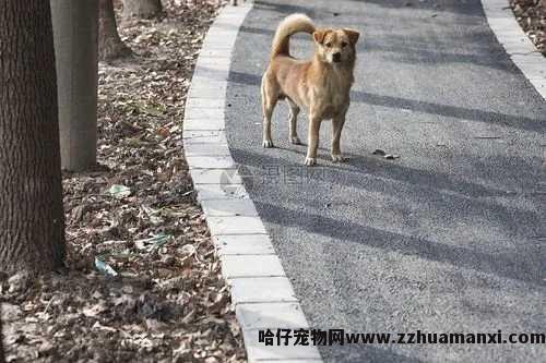 狗狗吃了变质的食物(wù)（狗狗吃了变质的食物(wù)拉血）