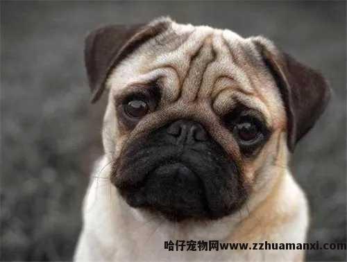 狗狗球虫病用(yòng)什么药(狗狗球虫病好治吗)