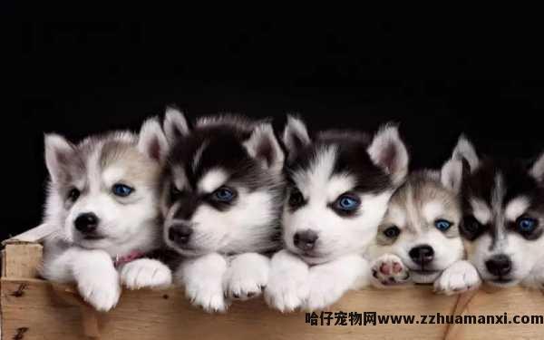 狗狗最怕的声音试听（狗最怕什么声音试听）