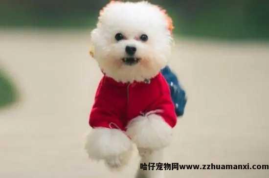 狗狗发烧后不吃东西（狗狗发烧后不吃东西怎么回事）