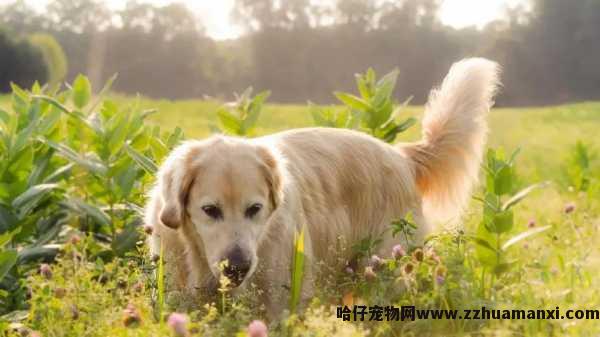 狗狗肚子抽没精神(狗肚子一抽一抽精神不振)