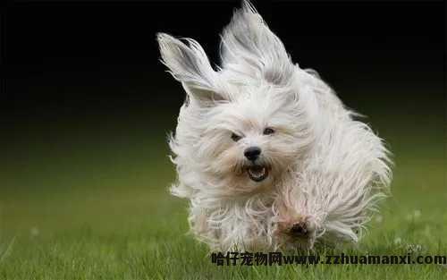狗狗真菌能(néng)吃鱼油吗(狗狗真菌能(néng)吃鱼油吗)