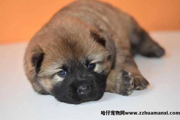 怎样教狗狗不扒人(狗狗老是扒人怎么办)