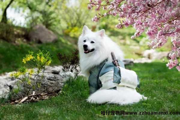 贵宾狗狗愿意粘人(贵宾狗狗愿意粘人么)