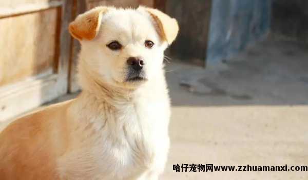 狗狗笼子里放垫子嘛(狗狗笼子里放垫子嘛好吗)