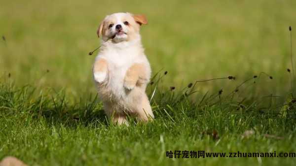 狗狗不发情能(néng)不能(néng)配（狗狗不发情能(néng)不能(néng)配种呢(ne)）