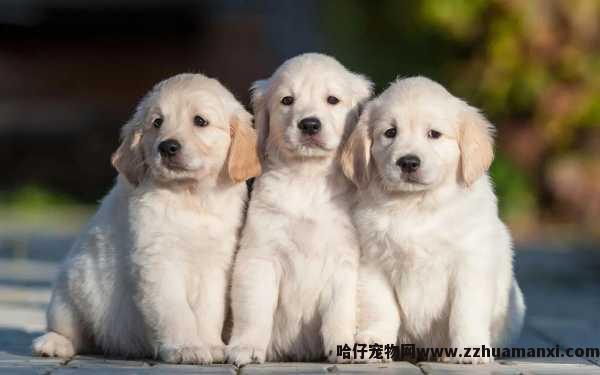狗狗拱碗是為(wèi)什么(狗狗拱饭碗是什么原因)