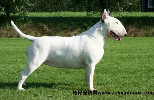 回家过年怎么带狗狗(过年如何把狗带回家)