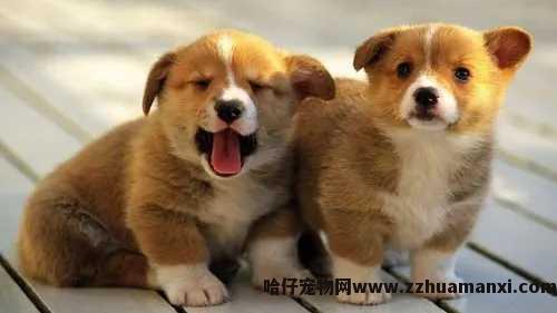 狗狗大便有(yǒu)黑色小(xiǎo)点（狗狗小(xiǎo)便的地方有(yǒu)黑色的）