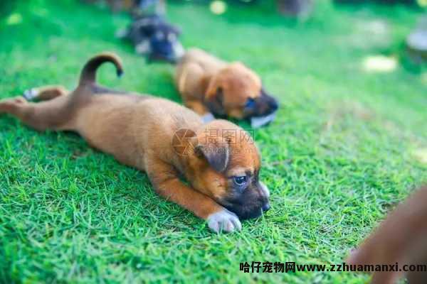 狗狗关在洗手间（狗狗喜欢在洗手间待着）