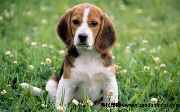 狗狗一直蹭耳朵（狗总蹭耳朵是怎么回事）
