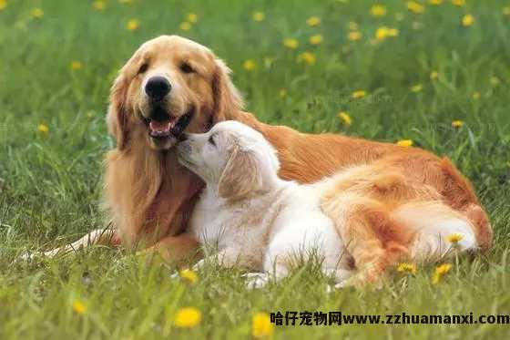 狗狗吐了拉肚子(狗狗吐了拉肚子正常吗)