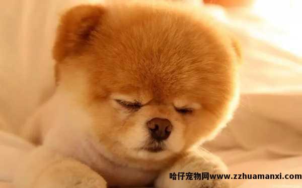 狗狗髋关节骨折症状(狗狗髋关节受伤有(yǒu)什么表现)