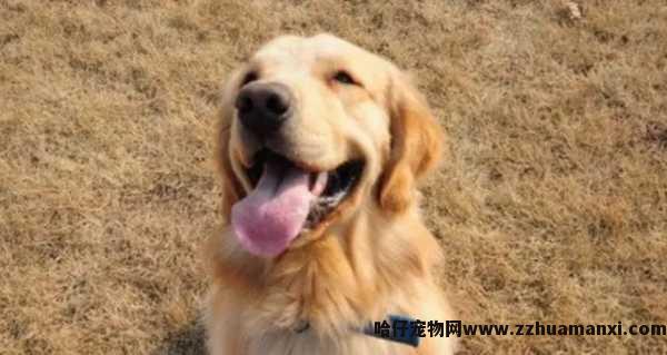 如何看狗狗几个月了（如何看小(xiǎo)狗几个月）